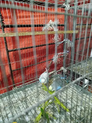 বাজিগর পাখি