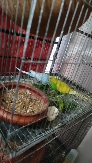 বাজিগর পাখি