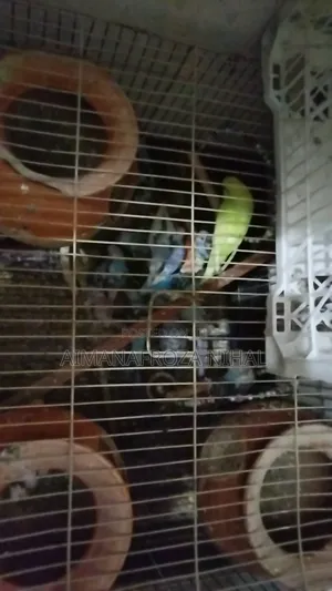 বাজিগর পাখি