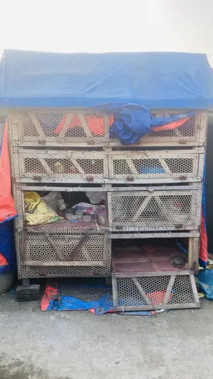 Photo - কবুতর কোয়েল পাখি,মুরগির ঘড় বিক্রি