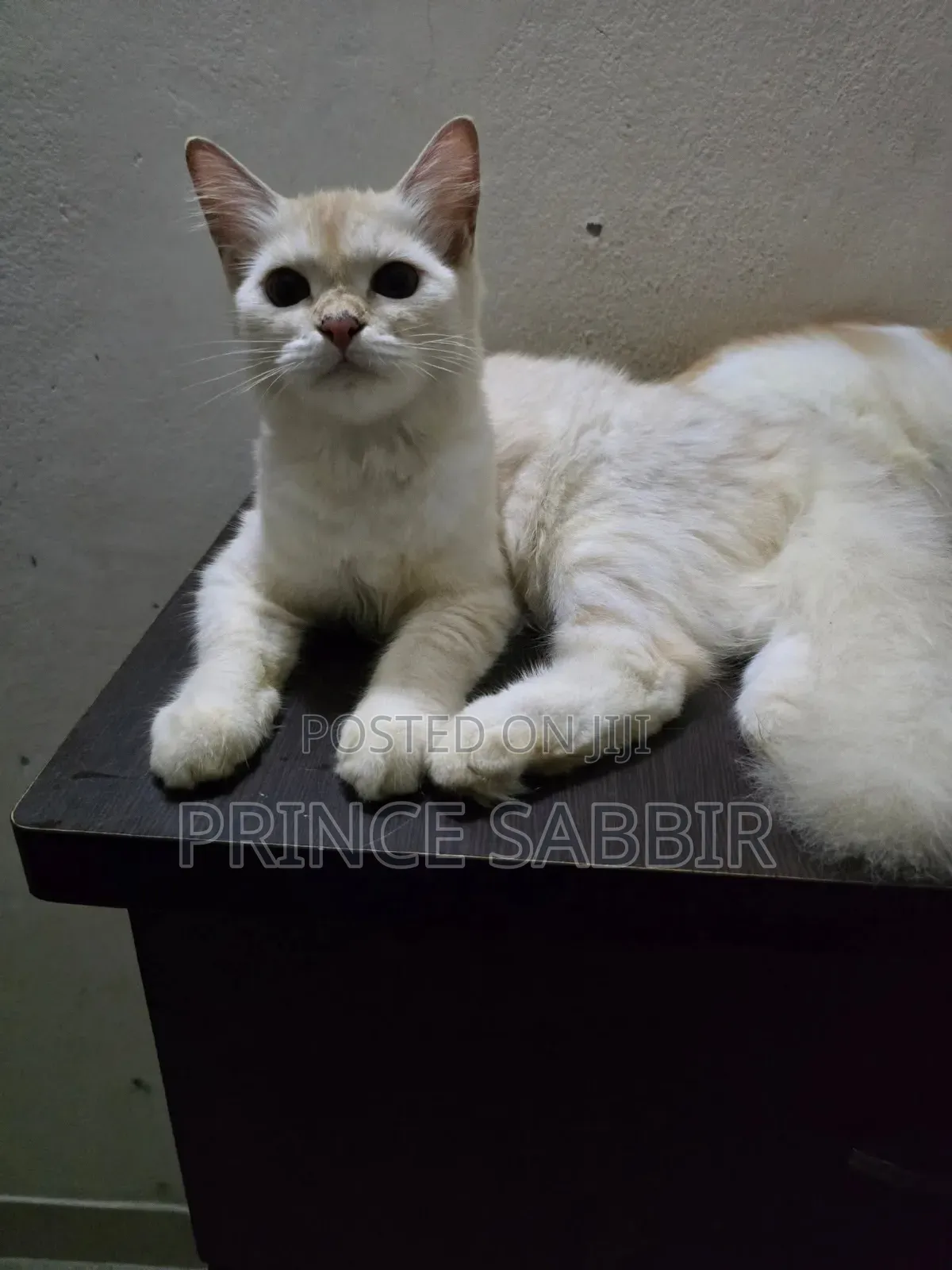 3-6 Months Female Purebred Bombay