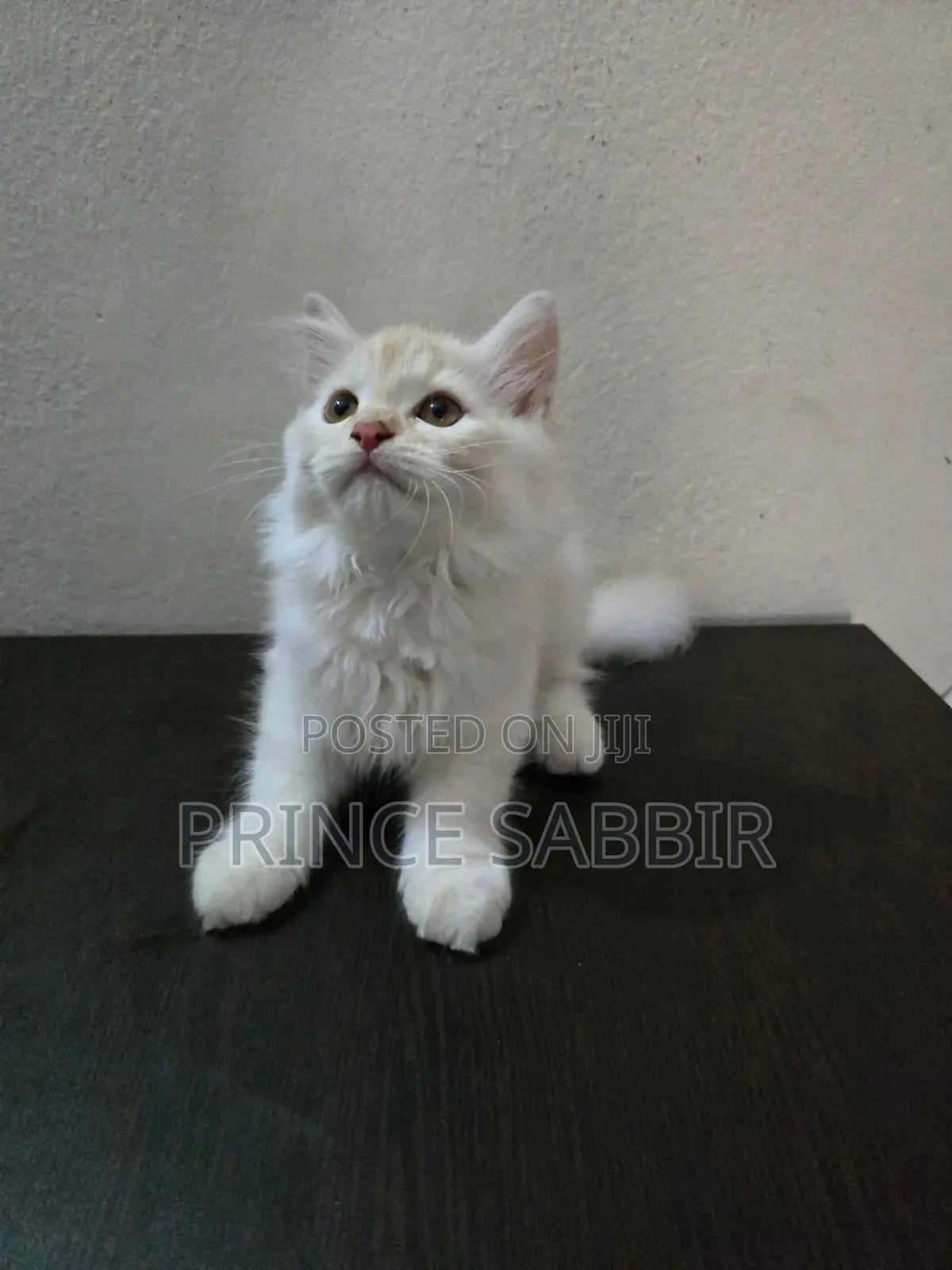 3-6 Months Female Purebred Bombay