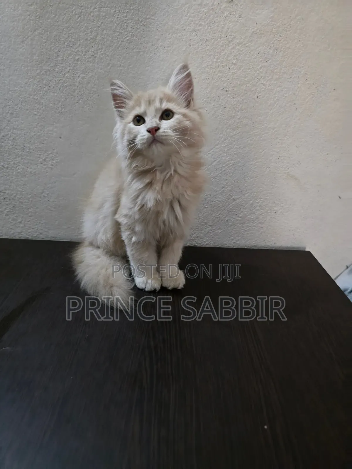 3-6 Months Female Purebred Bombay