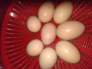 কিছু ব্রাহামা মুরগীর বিজ ডিম আছে