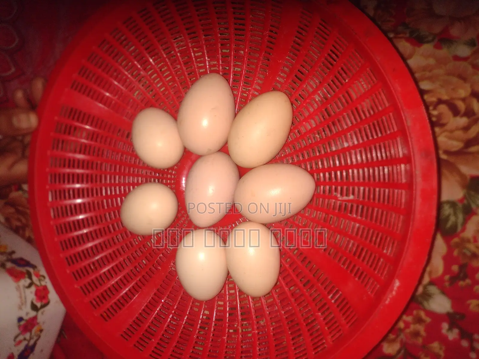 কিছু ব্রাহামা মুরগীর বিজ ডিম আছে