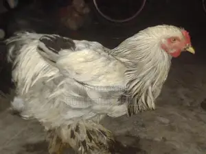 Photo - কিছু ব্রাহামা মুরগীর বিজ ডিম আছে