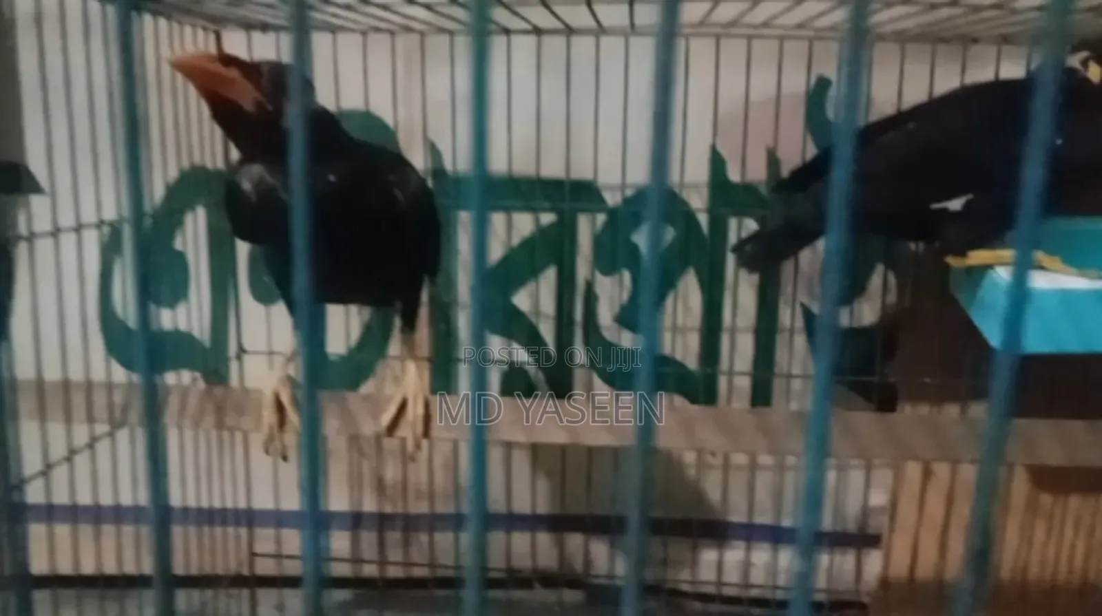 অরজিনাল চিটাগং এর পাহাড়ি ময়না