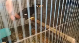 অরজিনাল চিটাগং এর পাহাড়ি ময়না