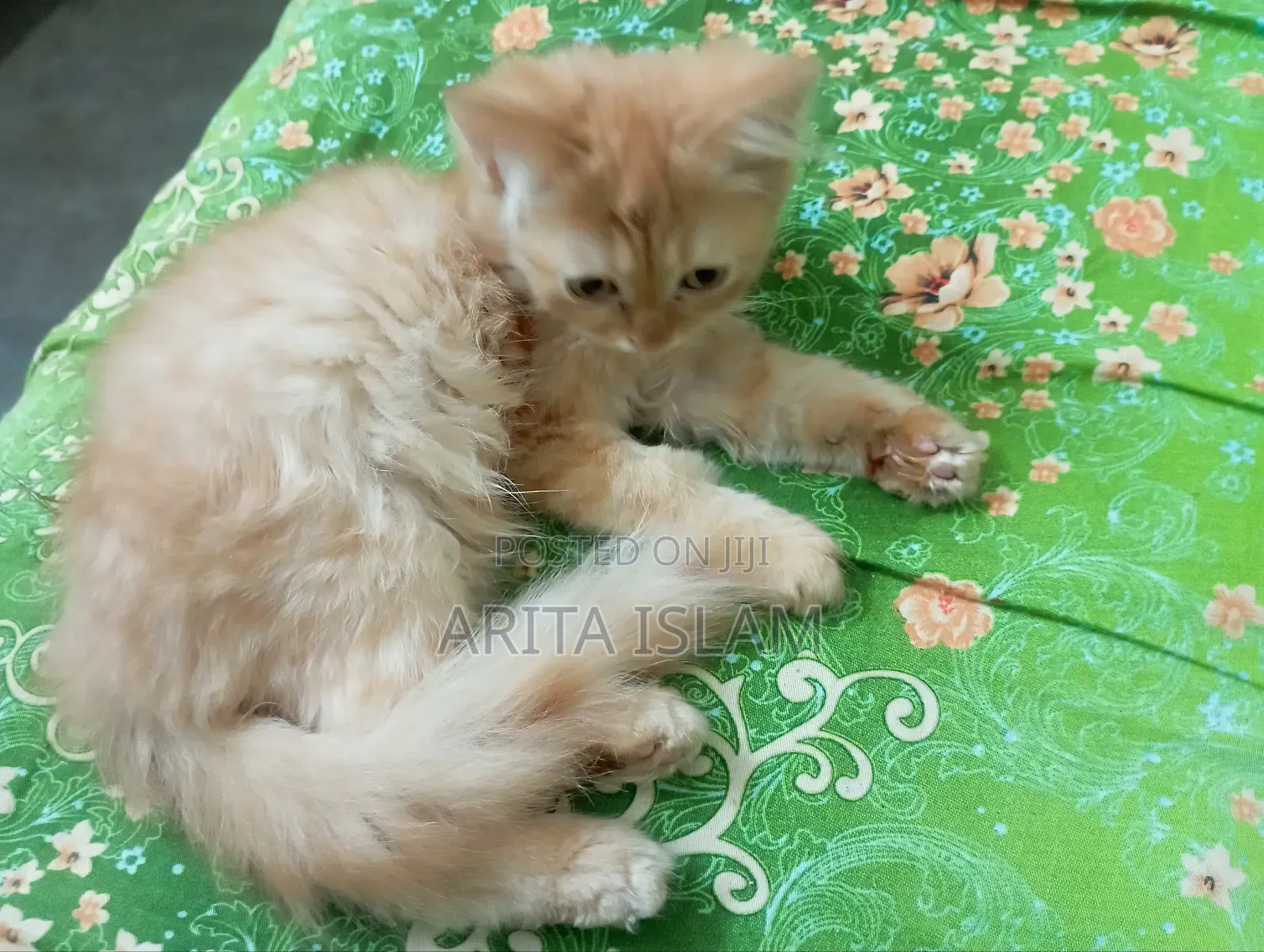 3-6 Months Male Mixed Breed Persian