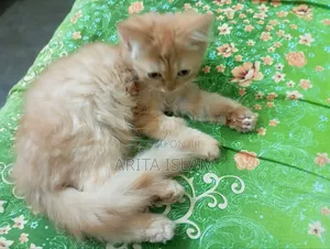 Photo - 3-6 Months Male Mixed Breed Persian
