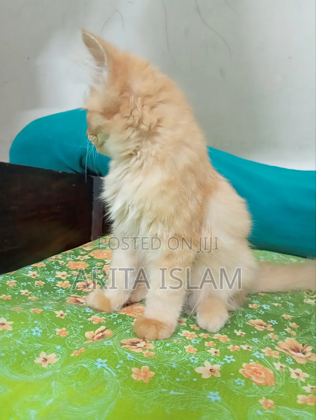 3-6 Months Male Mixed Breed Persian