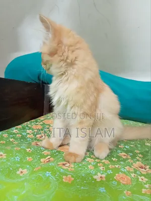 3-6 Months Male Mixed Breed Persian