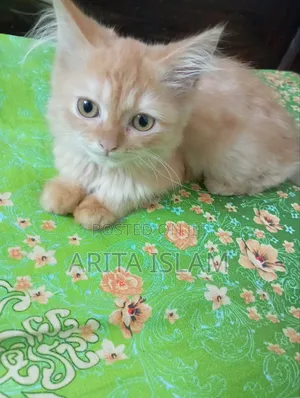 3-6 Months Male Mixed Breed Persian