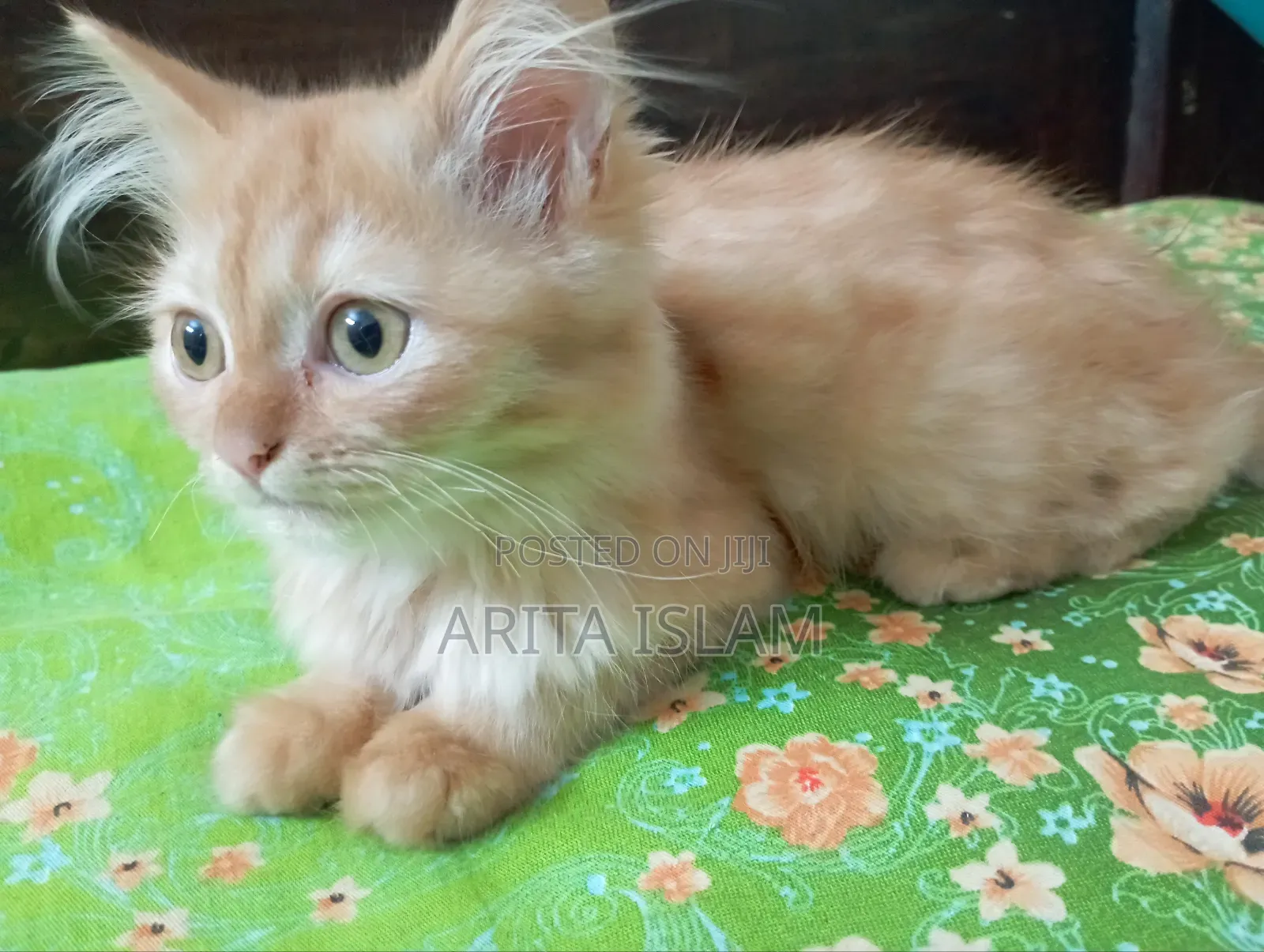 3-6 Months Male Mixed Breed Persian