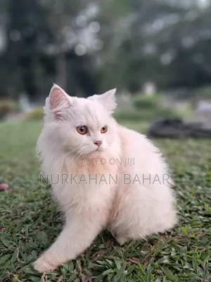 Photo - 6-12 Months Female Purebred Persian