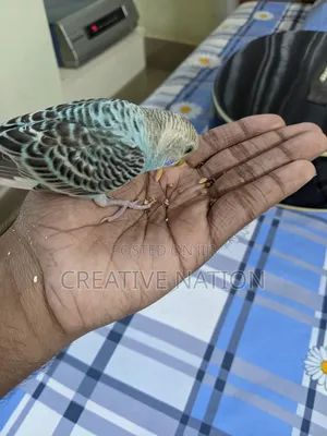 Photo - Tame Budgie
