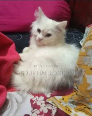 Photo - 3-6 Months Male Purebred Persian