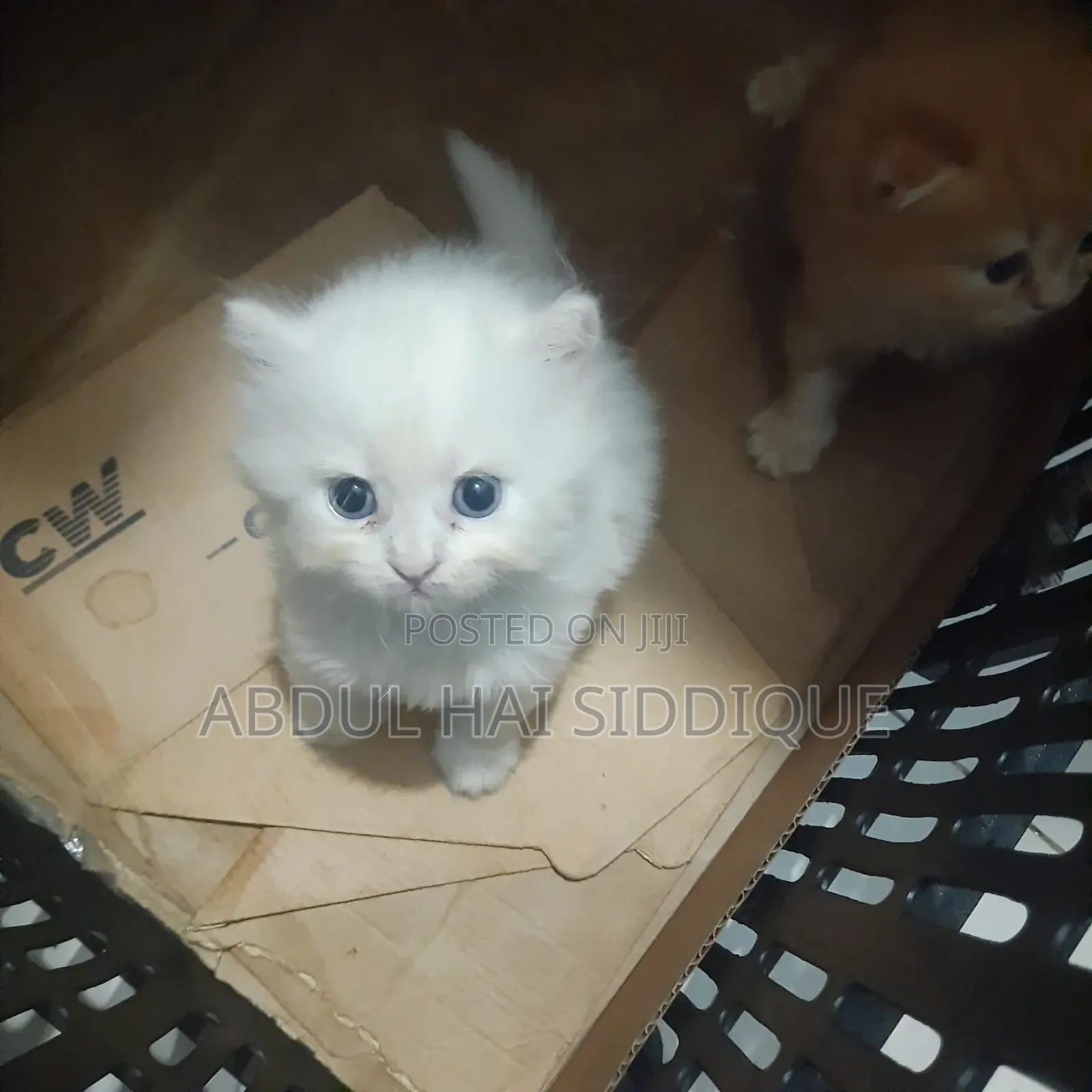 3-6 Months Male Purebred Persian