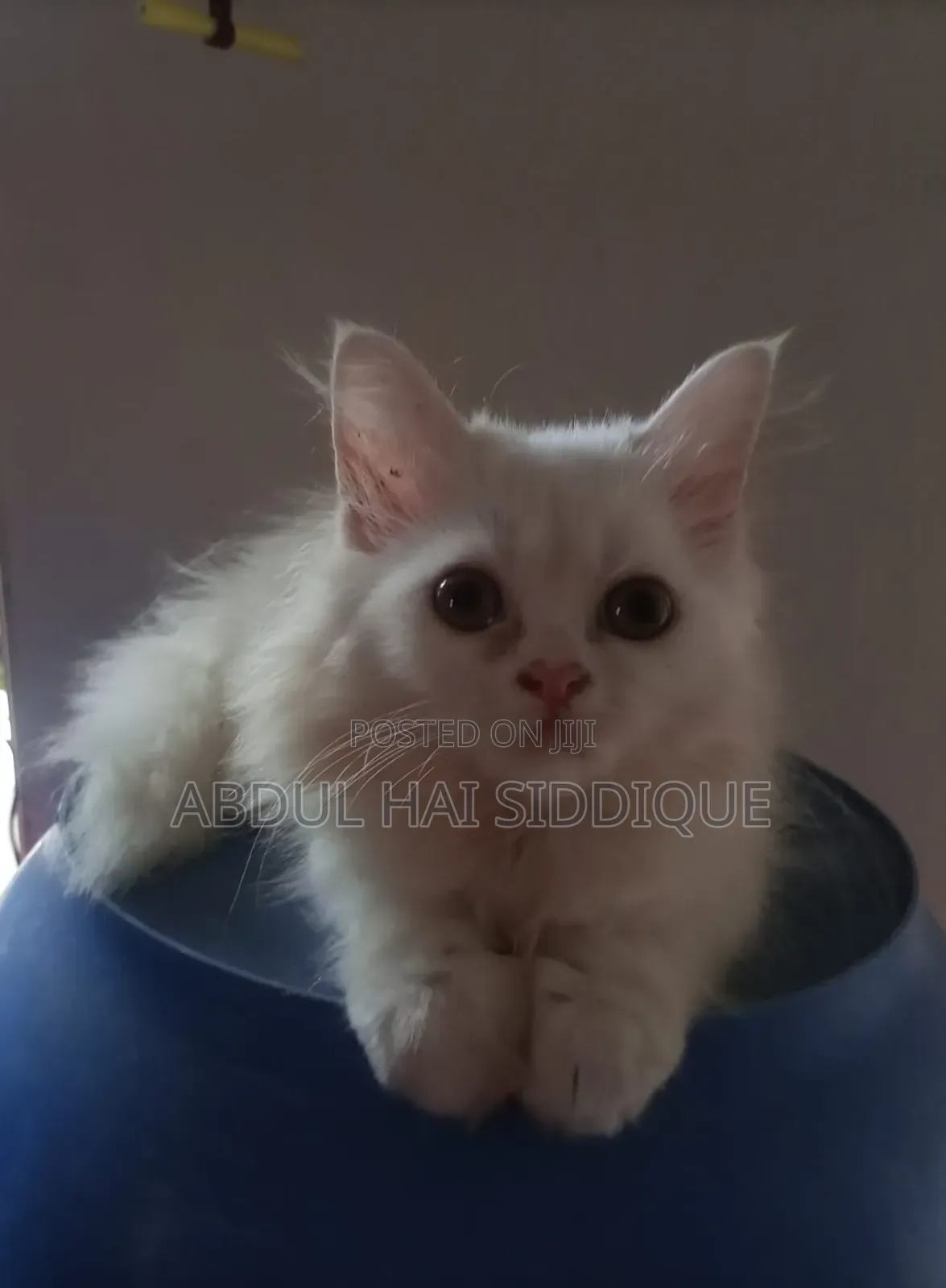 3-6 Months Male Purebred Persian