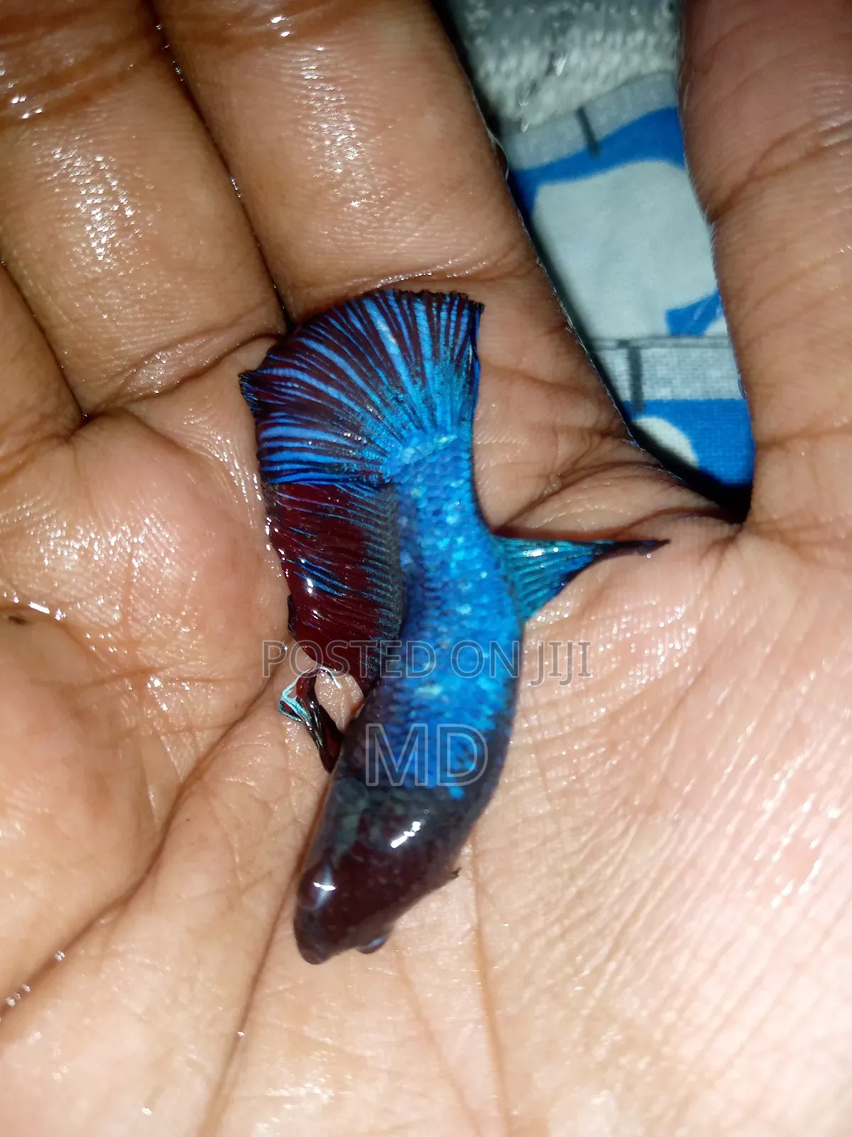 Fighter Fish/ Batte Fish