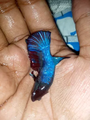 Photo - Fighter Fish/ Batte Fish