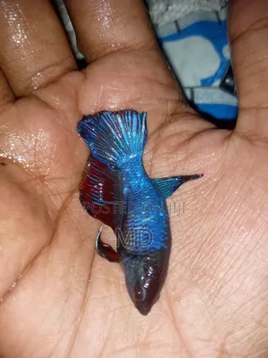 Fighter Fish/ Batte Fish