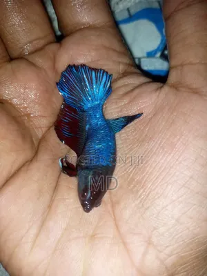 Fighter Fish/ Batte Fish
