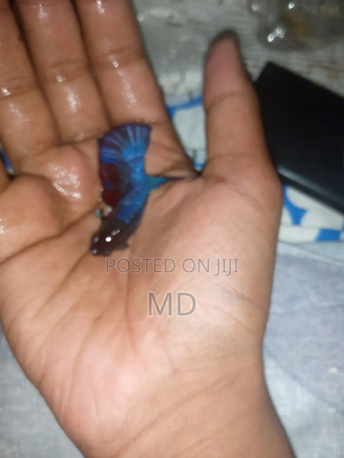 Fighter Fish/ Batte Fish