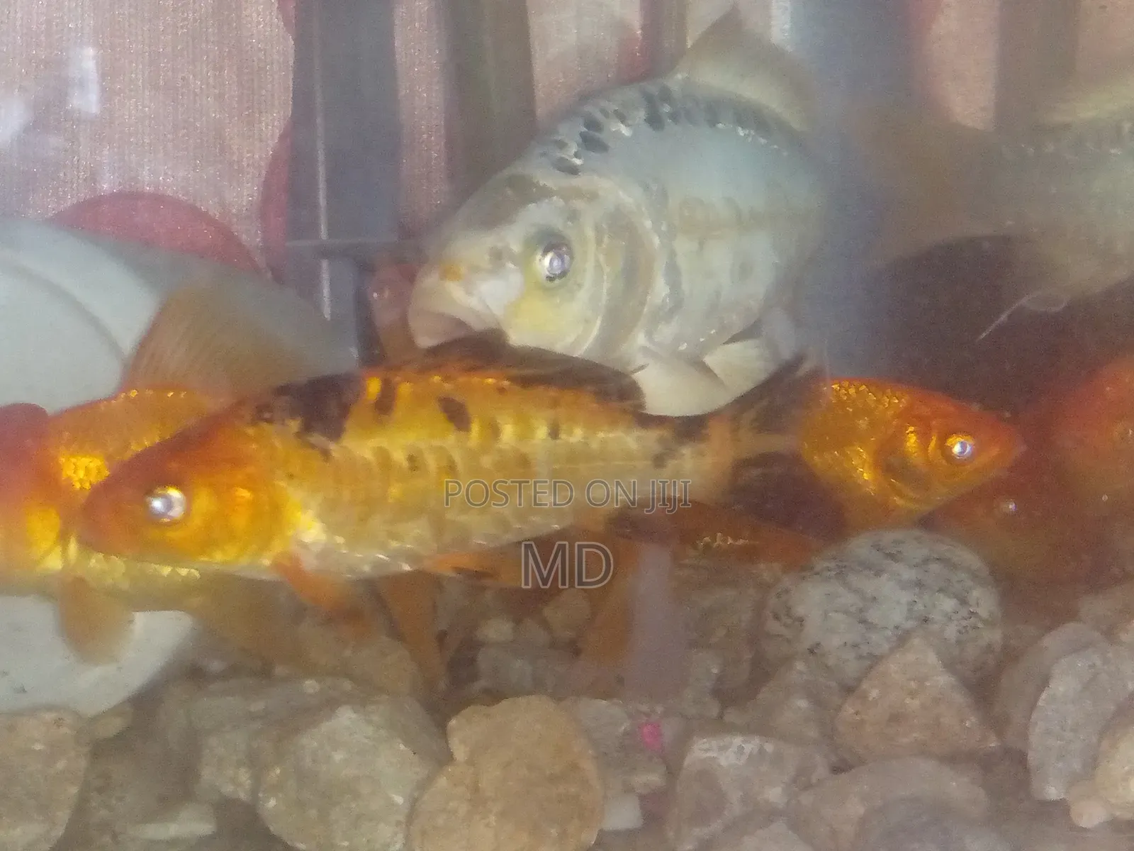 গোল্ড ফিস কইকার্ব