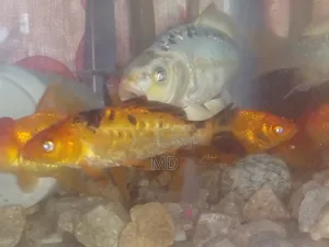 Photo - গোল্ড ফিস কইকার্ব