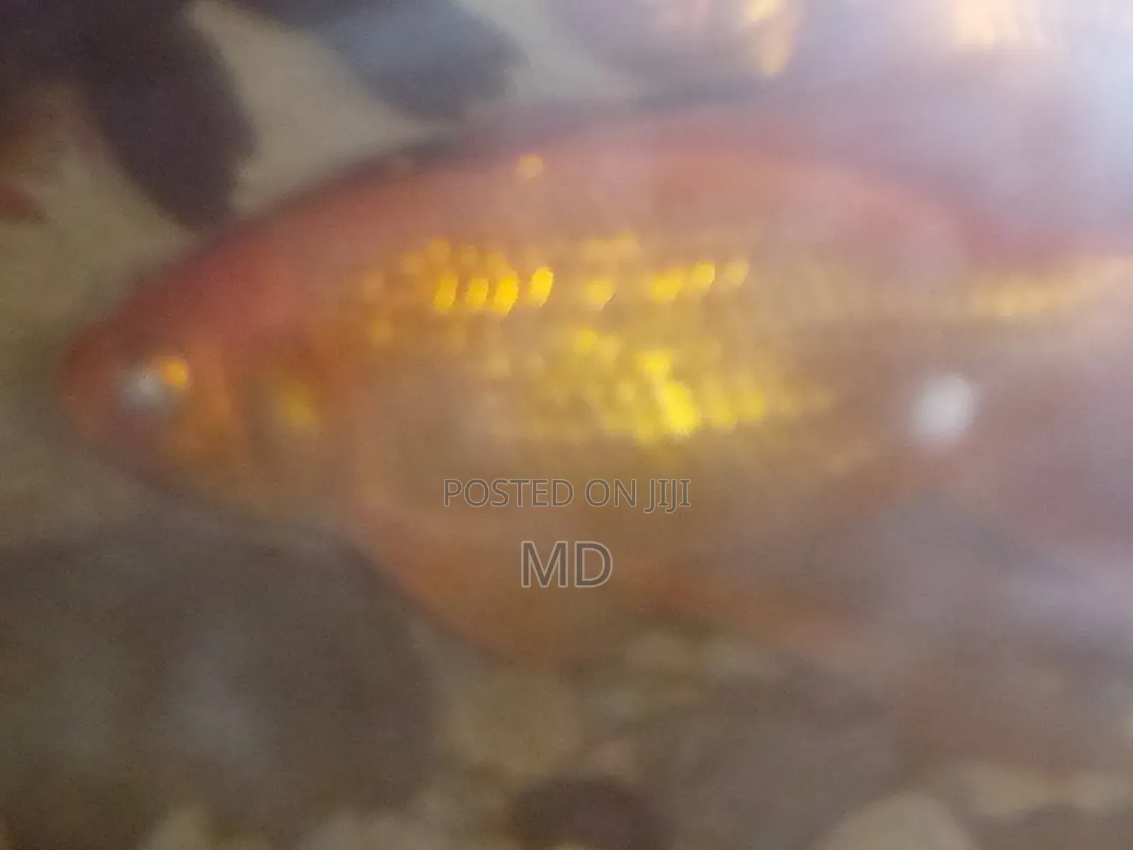 গোল্ড ফিস কইকার্ব