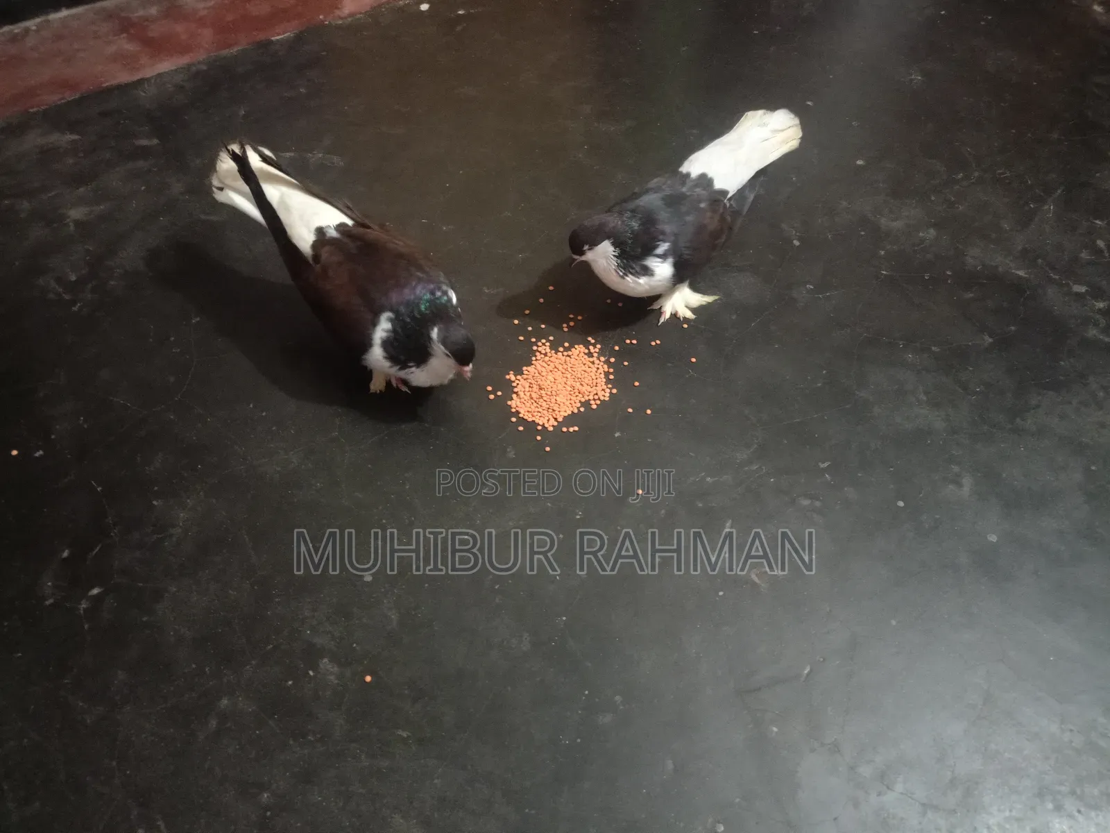 একজোড়া রানিং সিরাজি কবুতর