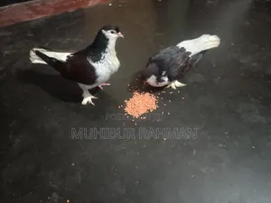 একজোড়া রানিং সিরাজি কবুতর