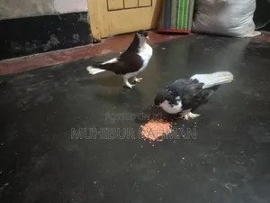 একজোড়া রানিং সিরাজি কবুতর