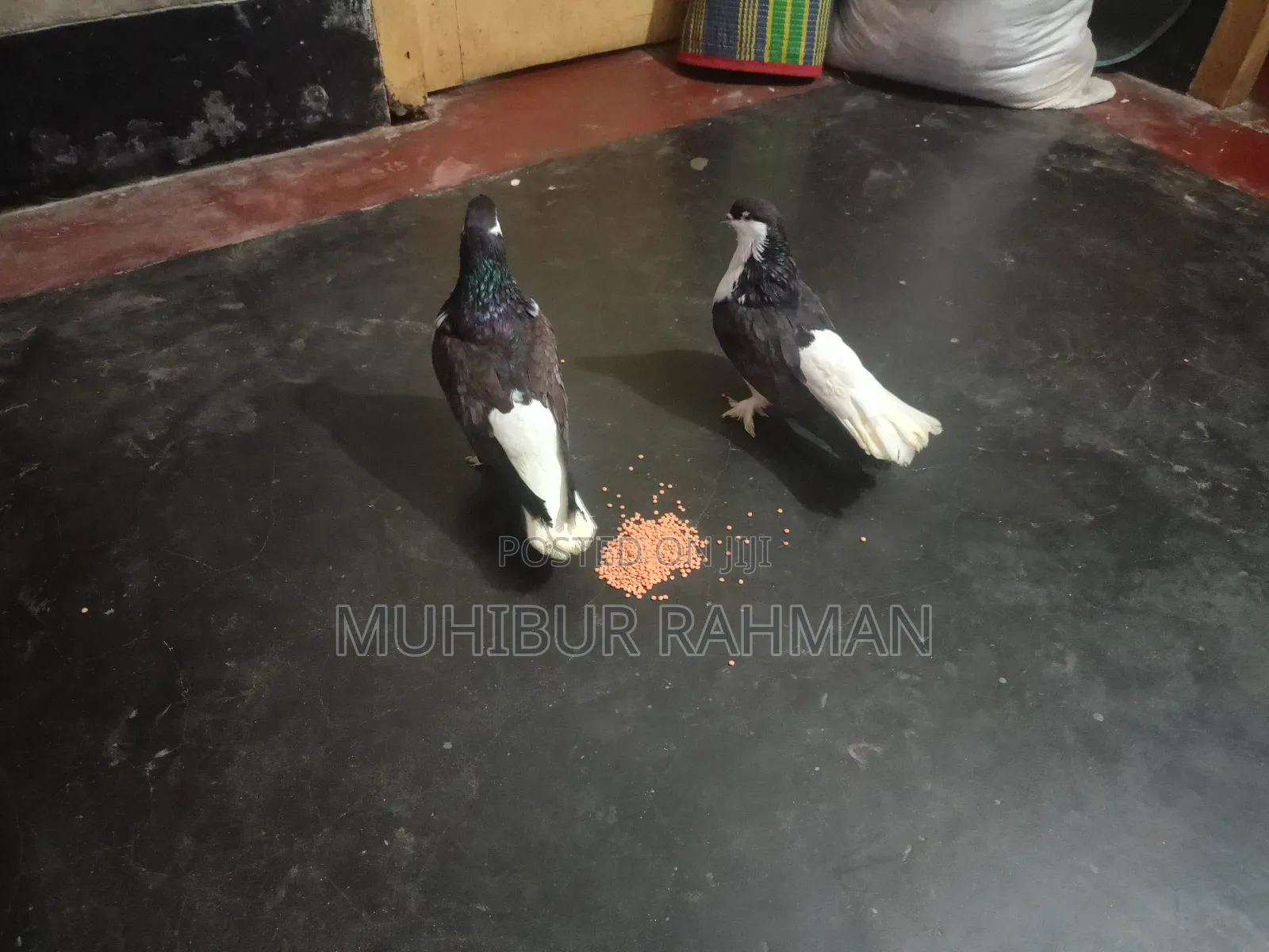 একজোড়া রানিং সিরাজি কবুতর