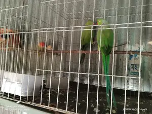 Photo - টিয়া পাখি