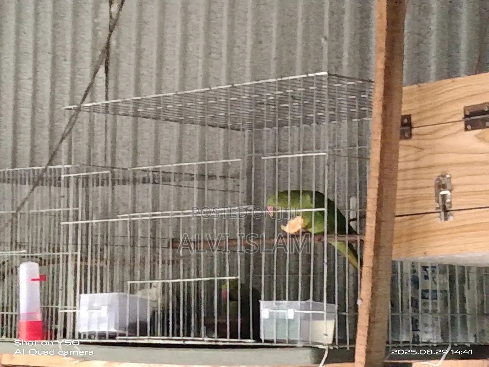 টিয়া পাখি