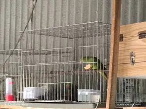 টিয়া পাখি