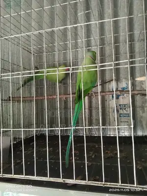 টিয়া পাখি