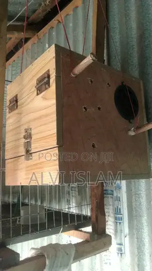 টিয়া পাখি