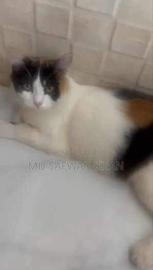 Photo - 3-6 Months Female Purebred Persian