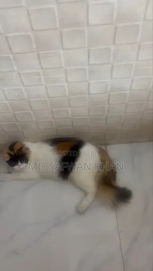 3-6 Months Female Purebred Persian