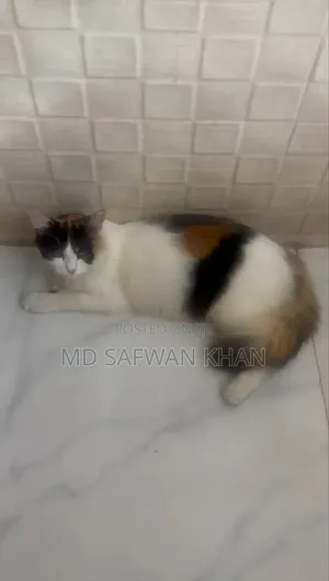 3-6 Months Female Purebred Persian