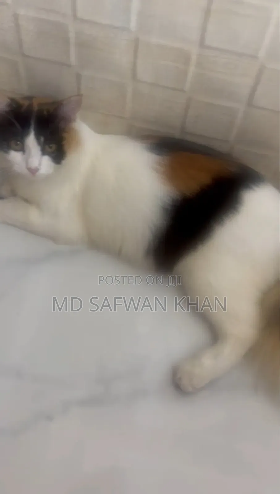 3-6 Months Female Purebred Persian