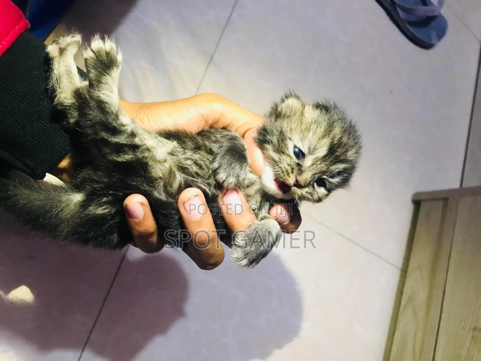 0-1 Month Male Purebred Persian