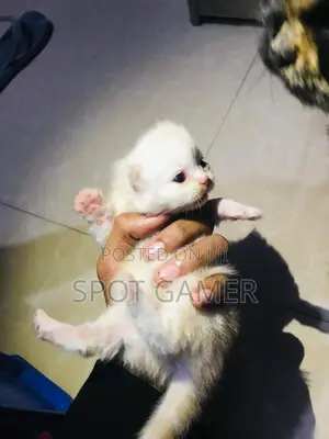 0-1 Month Male Purebred Persian