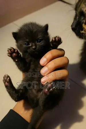 0-1 Month Male Purebred Persian