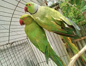 Photo - ইন্ডিয়ান রিংনেক রানিং টিয়াপাখির জোড়া