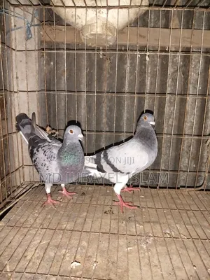 Photo - Original Recer Pigeon