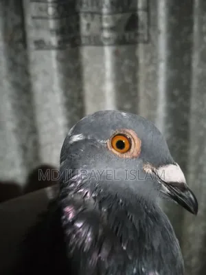 Original Recer Pigeon